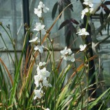 Foltz plant