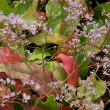 Foltz plant