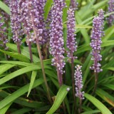 Foltz plant