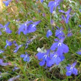 Foltz plant