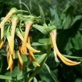 Foltz plant