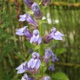 Foltz plant