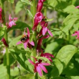 Foltz plant