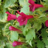 Foltz plant