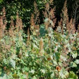 Foltz plant