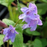 Foltz plant