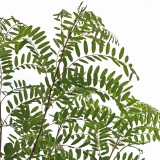 Foltz plant