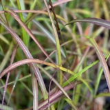 Foltz plant