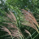 Foltz plant