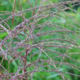 Foltz plant