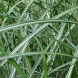 Foltz plant