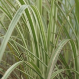 Foltz plant