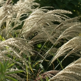 Foltz plant