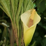 Foltz plant
