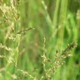 Foltz plant