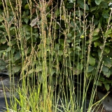 Foltz plant