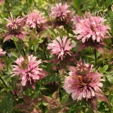 Foltz plant