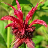 Foltz plant