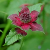 Foltz plant