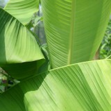 Foltz plant