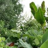 Foltz plant