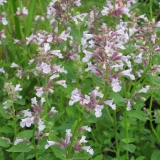 Foltz plant