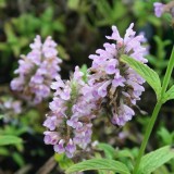 Foltz plant