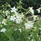 Foltz plant