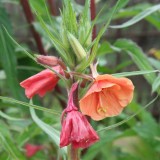 Foltz plant