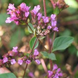 Foltz plant