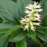 Foltz plant