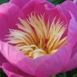 Foltz plant