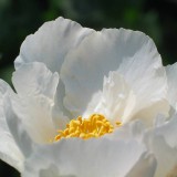 Foltz plant