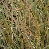 Foltz plant
