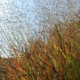 Foltz plant