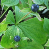 Foltz plant