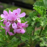 Foltz plant