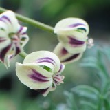 Foltz plant