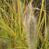 Foltz plant