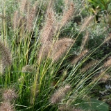 Foltz plant