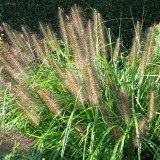 Foltz plant