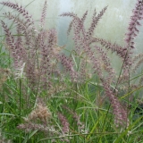 Foltz plant
