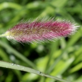 Foltz plant