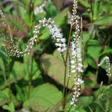 Foltz plant