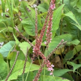 Foltz plant