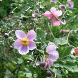 Foltz plant