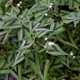 Foltz plant