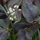 Foltz plant