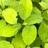 Foltz plant