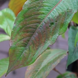 Foltz plant
